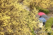 '반갑다 봄비' 궂은 날씨에도 남녘의 봄꽃축제장 인산인해
