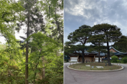 ‘대통령의 나무들’ 숨은 이야기…청와대 특별탐방 운영