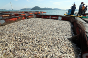 고수온 폐사·오염수 방류에…작년 어류양식 생산량 12.5%↓